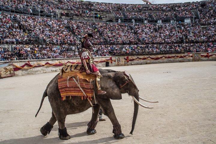 Furor Elephantus